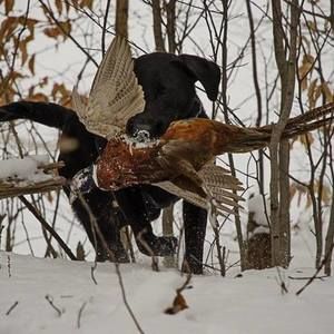 Meet your Posher, Rodney